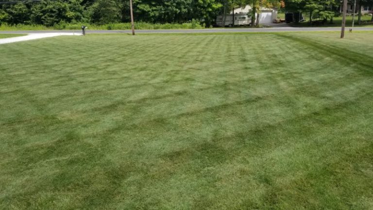 How and when to apply fertilizer to your lawn?