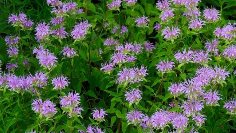 Native blooming plant species of Canton Ohio 