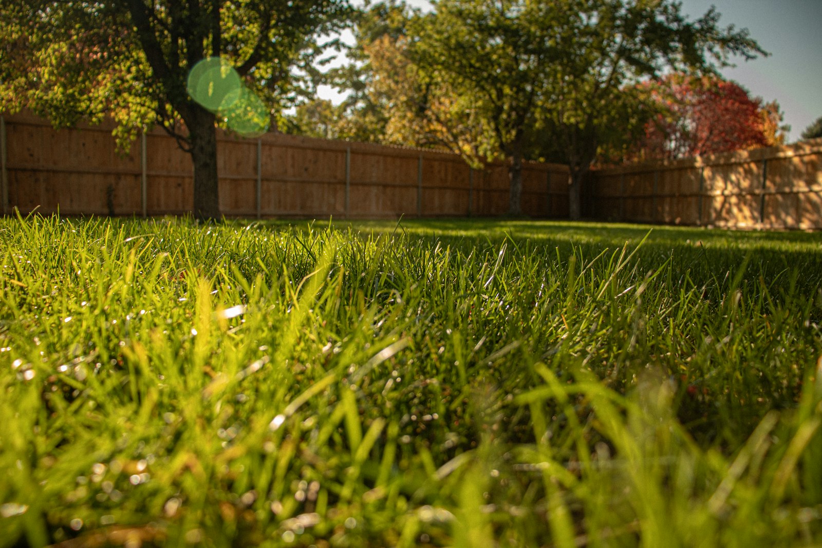 Established, thick lawn running to a wood privacy fence in a backyard