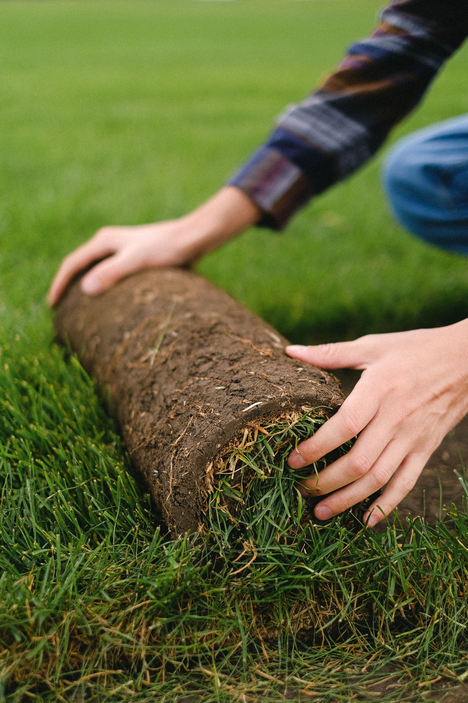Sod roll being unrolled and butted tight against the previous row on graded topsoil