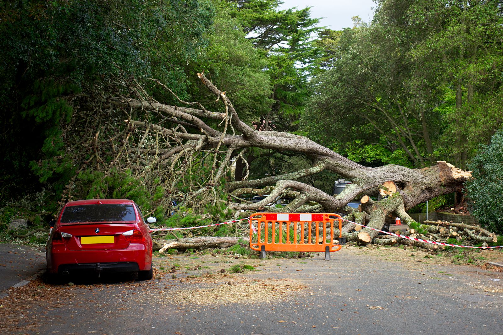A large tree down across a road after a storm, blocking traffic