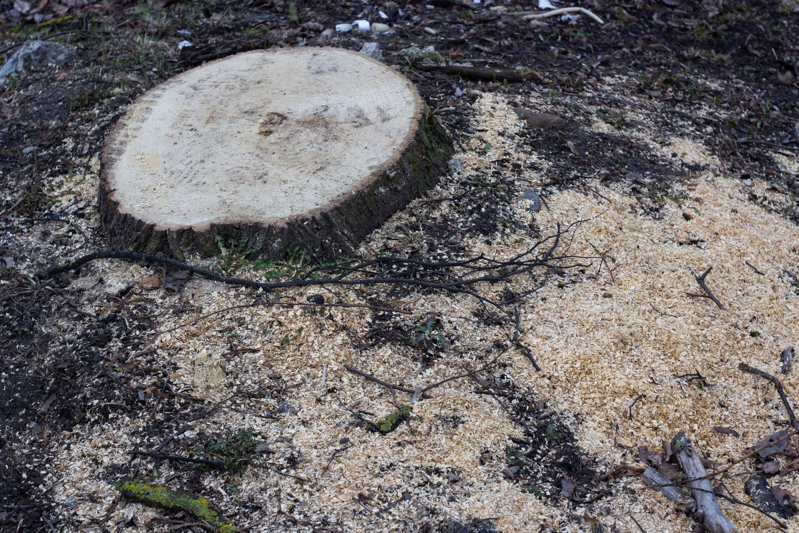 Close-up of a freshly cut tree stump surrounded by sawdust and wood chips