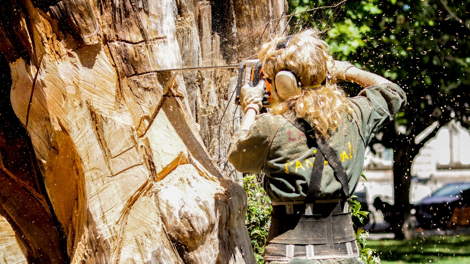 Arborist in a harness working at the top of a large cut trunk during a removal