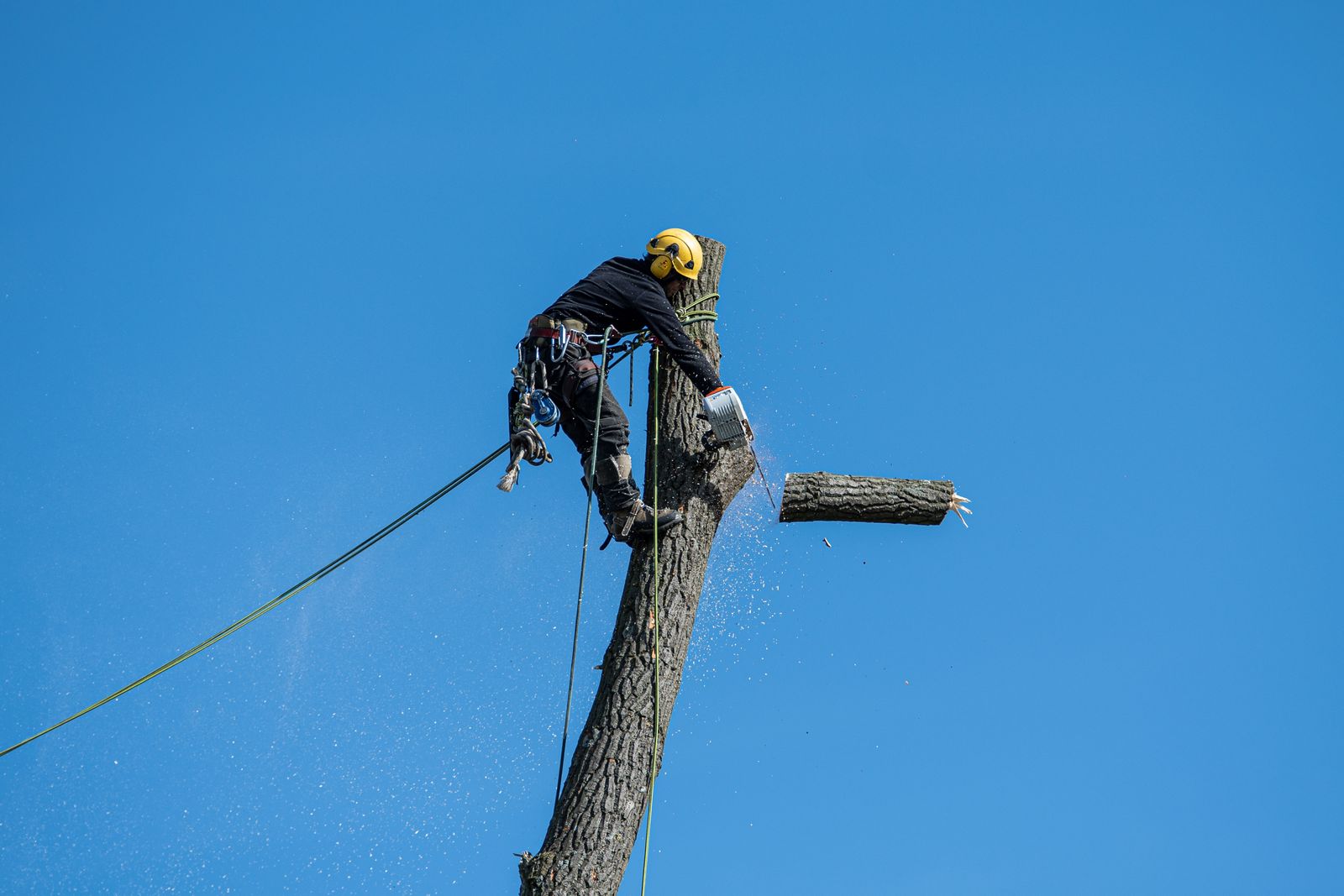 Arborist roped into a bare trunk high above the ground, cutting the stem down in sections