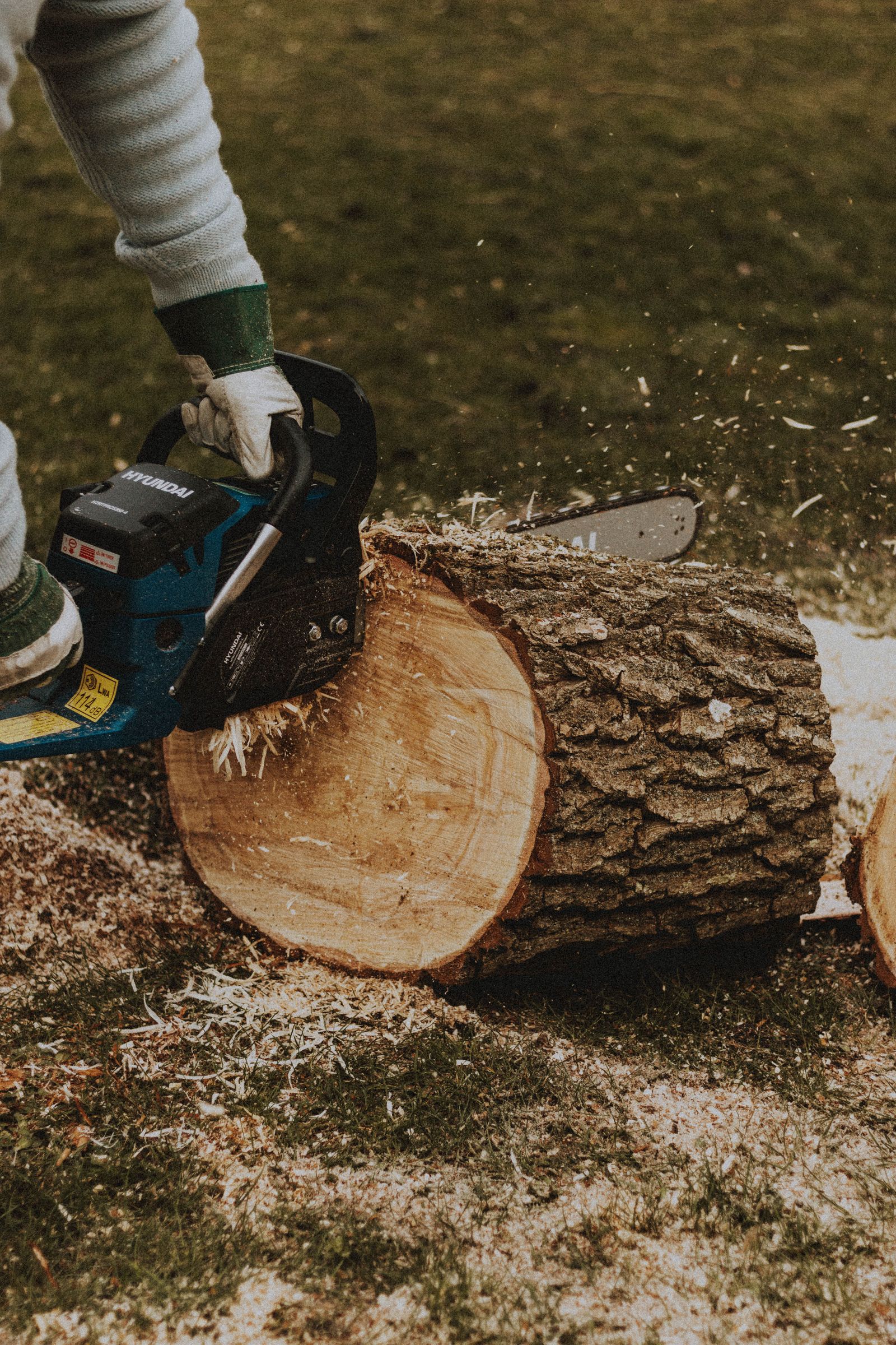 Chainsaw cutting through a felled log with sawdust flying